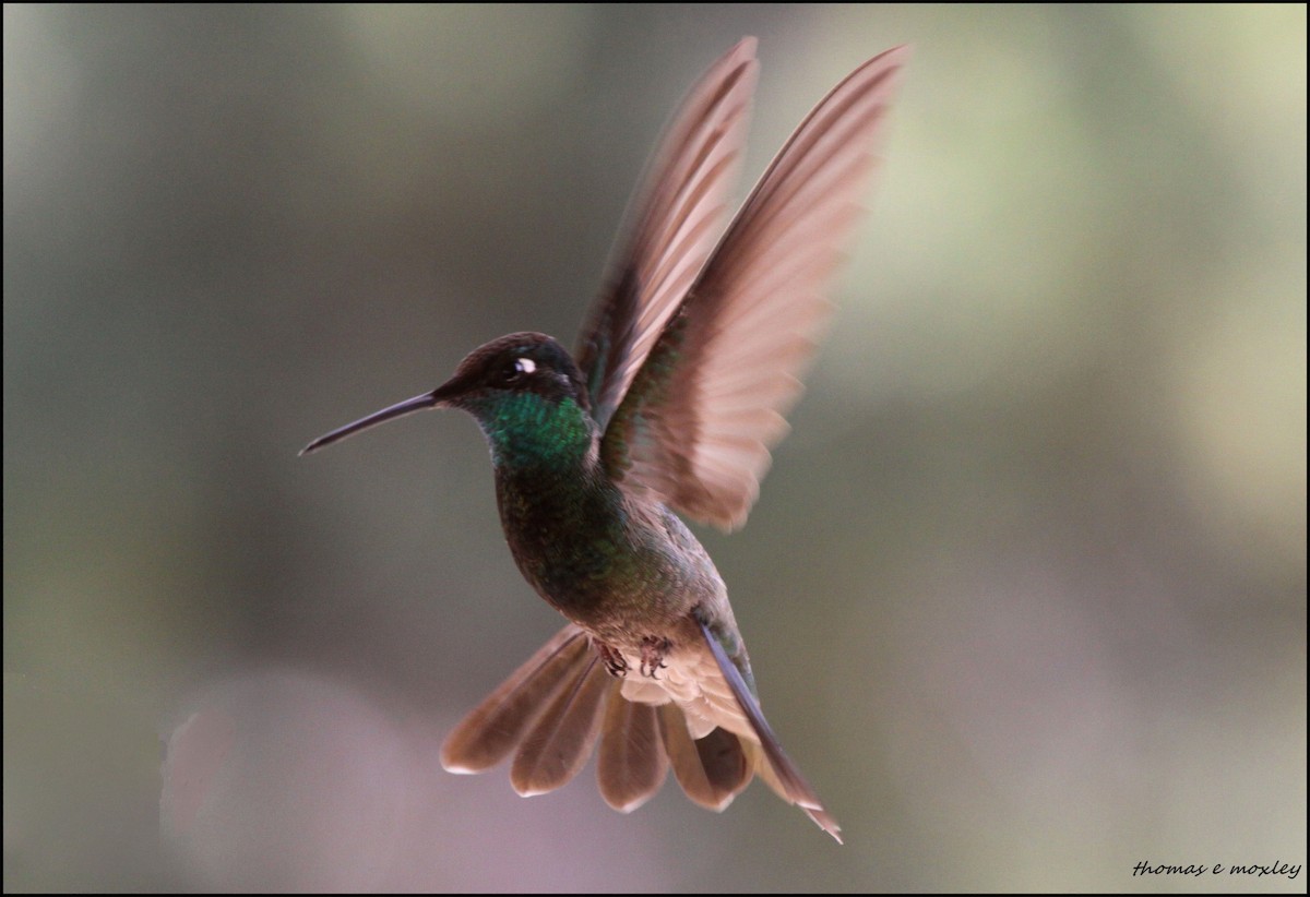 Rivoli's Hummingbird - Tom Moxley