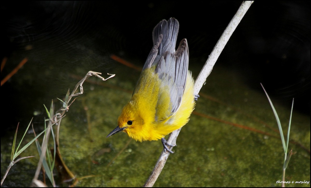 Prothonotary Warbler - Tom Moxley
