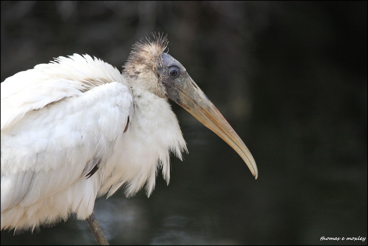 Wood Stork - Tom Moxley