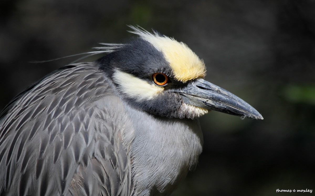 Yellow-crowned Night Heron (Yellow-crowned) - Tom Moxley