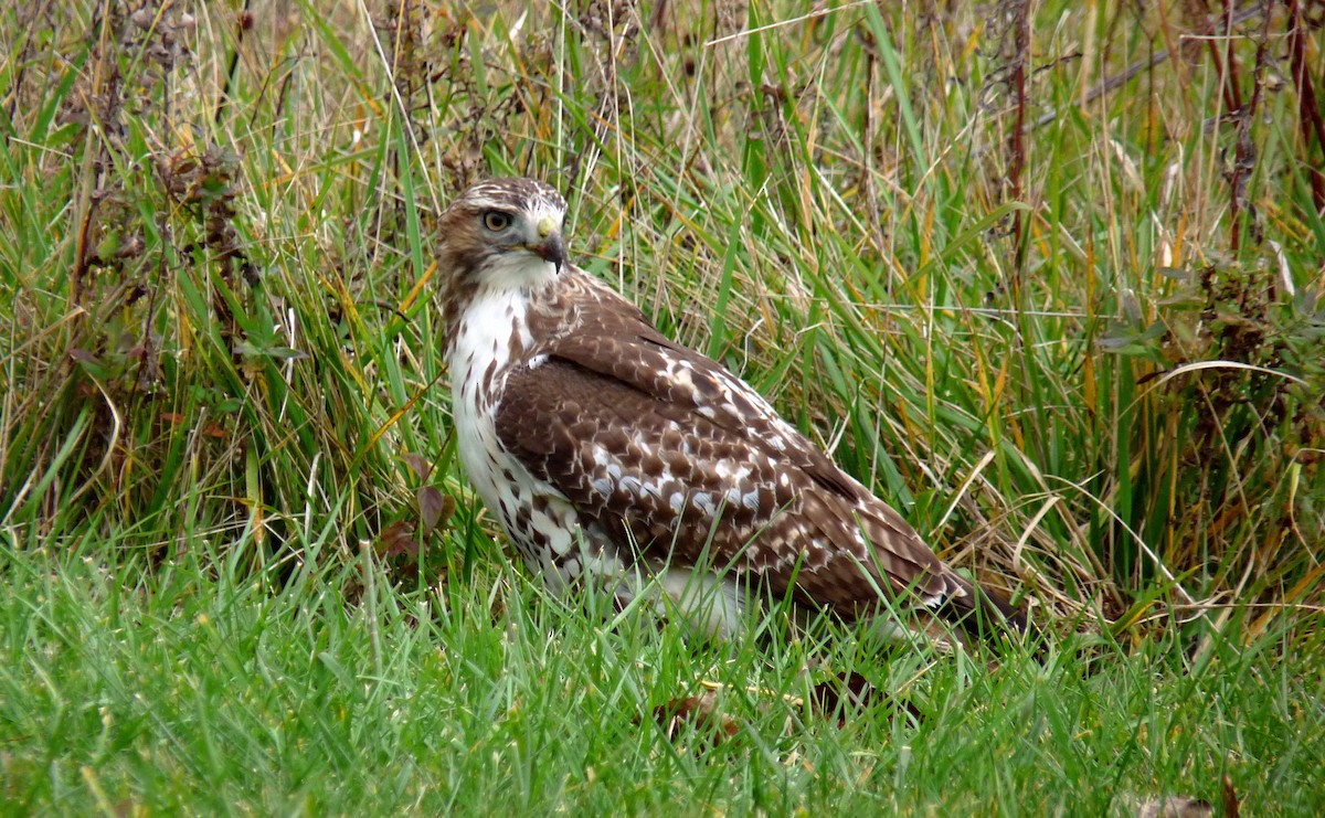 Red-tailed Hawk - ML204885811