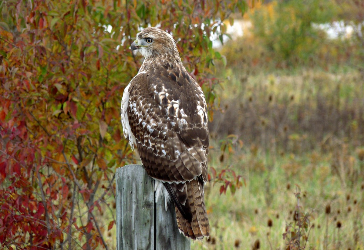 Red-tailed Hawk - Tom Moxley