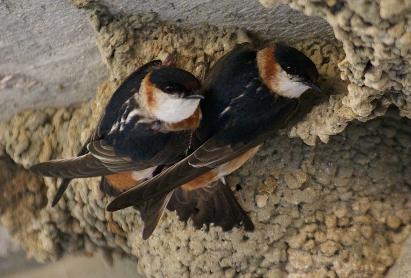 Chestnut-collared Swallow - Dušan Brinkhuizen