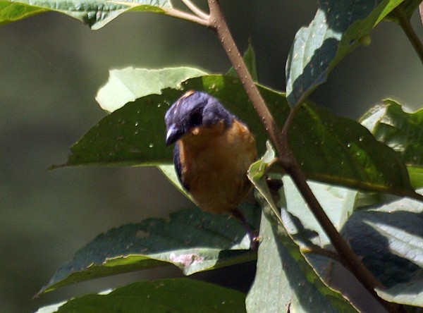 Rufous-crested Tanager - Dušan Brinkhuizen