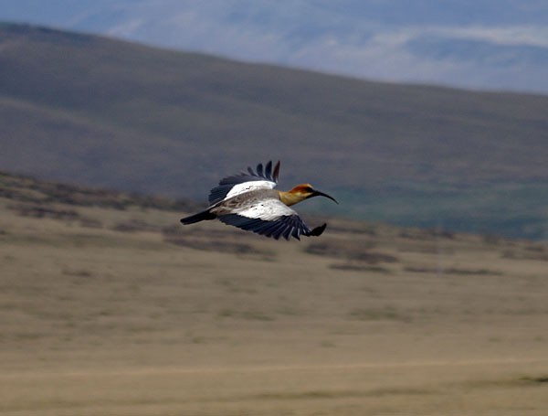 ibis šedokřídlý - ML204886011