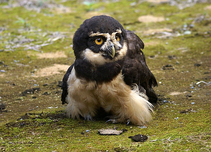 Spectacled Owl - ML204886171