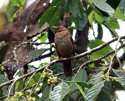 Rufous-brown Solitaire (Chestnut-throated) - ML204886221