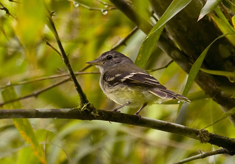 Gray-breasted Flycatcher - ML204886281