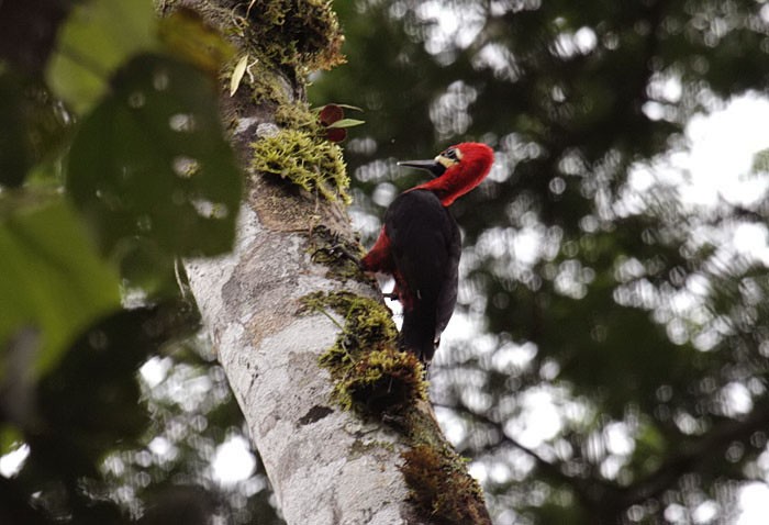 Crimson-bellied Woodpecker (Crimson-bellied) - ML204886291