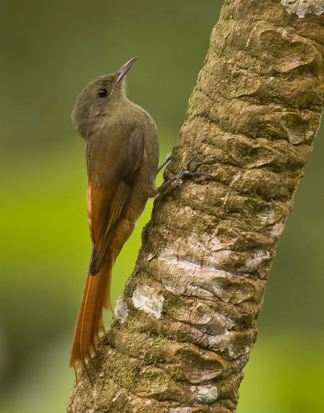 Olivaceous Woodcreeper (Pacific) - ML204886441