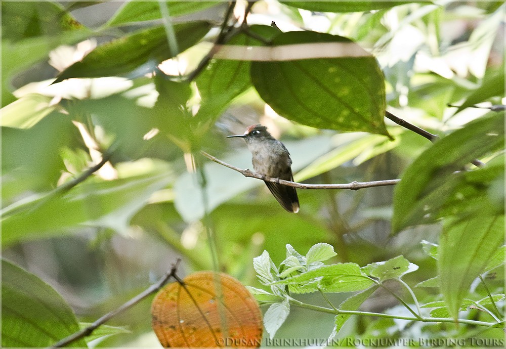 kolibřík hnědotemenný - ML204886471