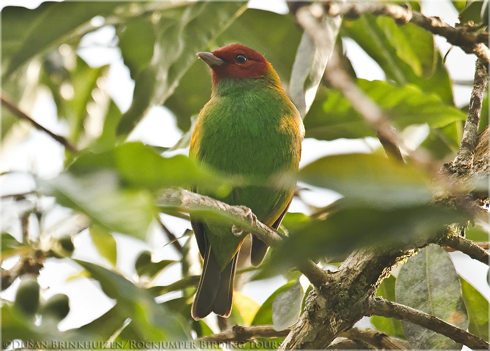 Bay-headed Tanager (Bay-and-green) - Dušan Brinkhuizen