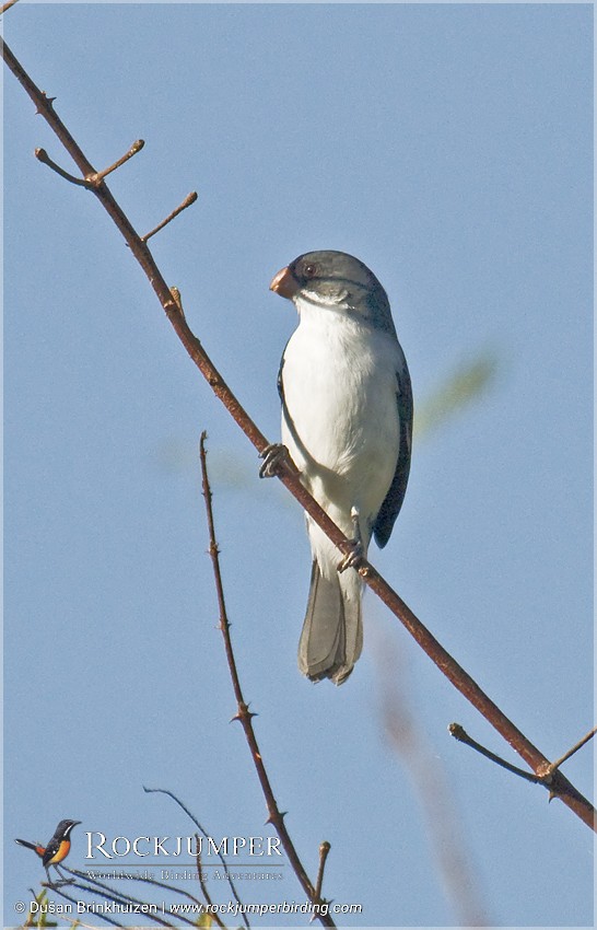 White-bellied Seedeater (Gray-backed) - Dušan Brinkhuizen