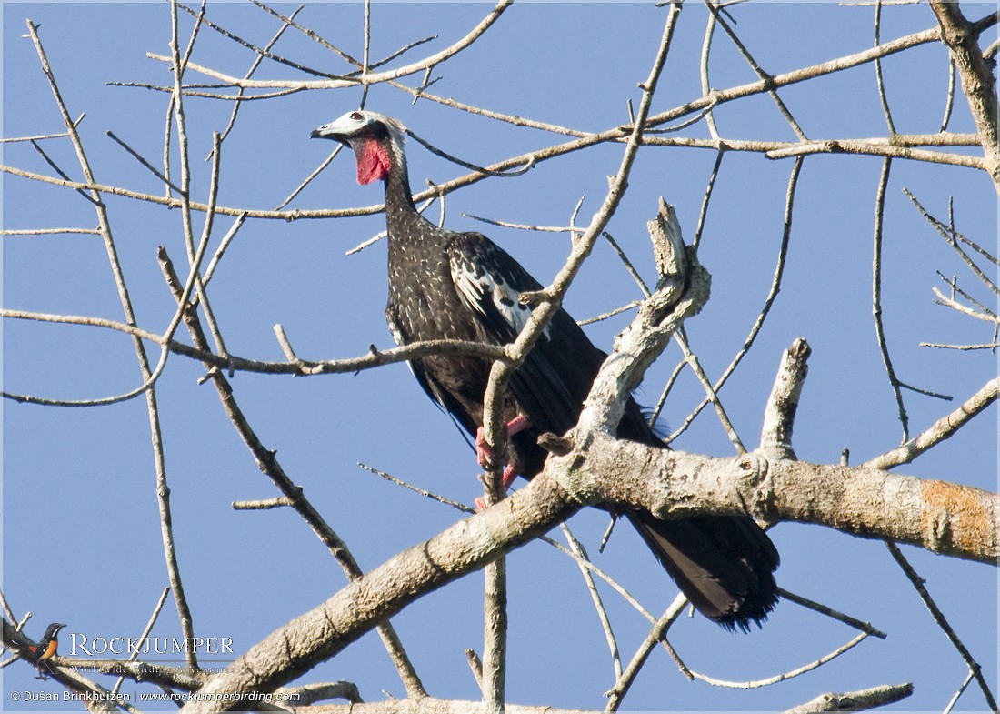 Red-throated Piping-Guan (Gray-crested) - Dušan Brinkhuizen