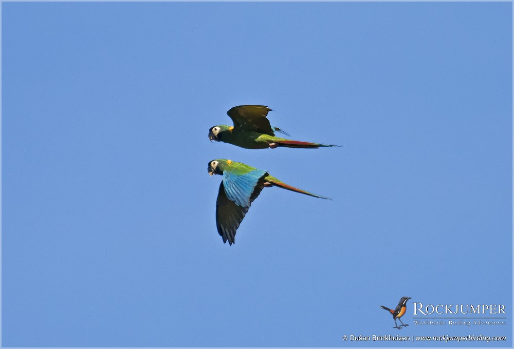 Yellow-collared Macaw - Dušan Brinkhuizen