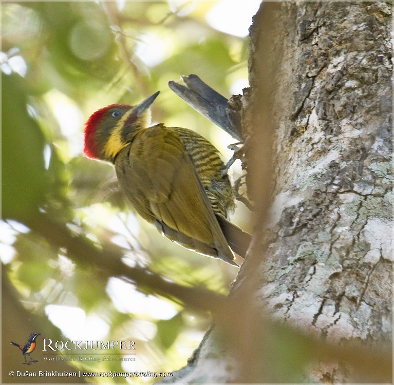 Golden-green Woodpecker (Golden-green) - Dušan Brinkhuizen