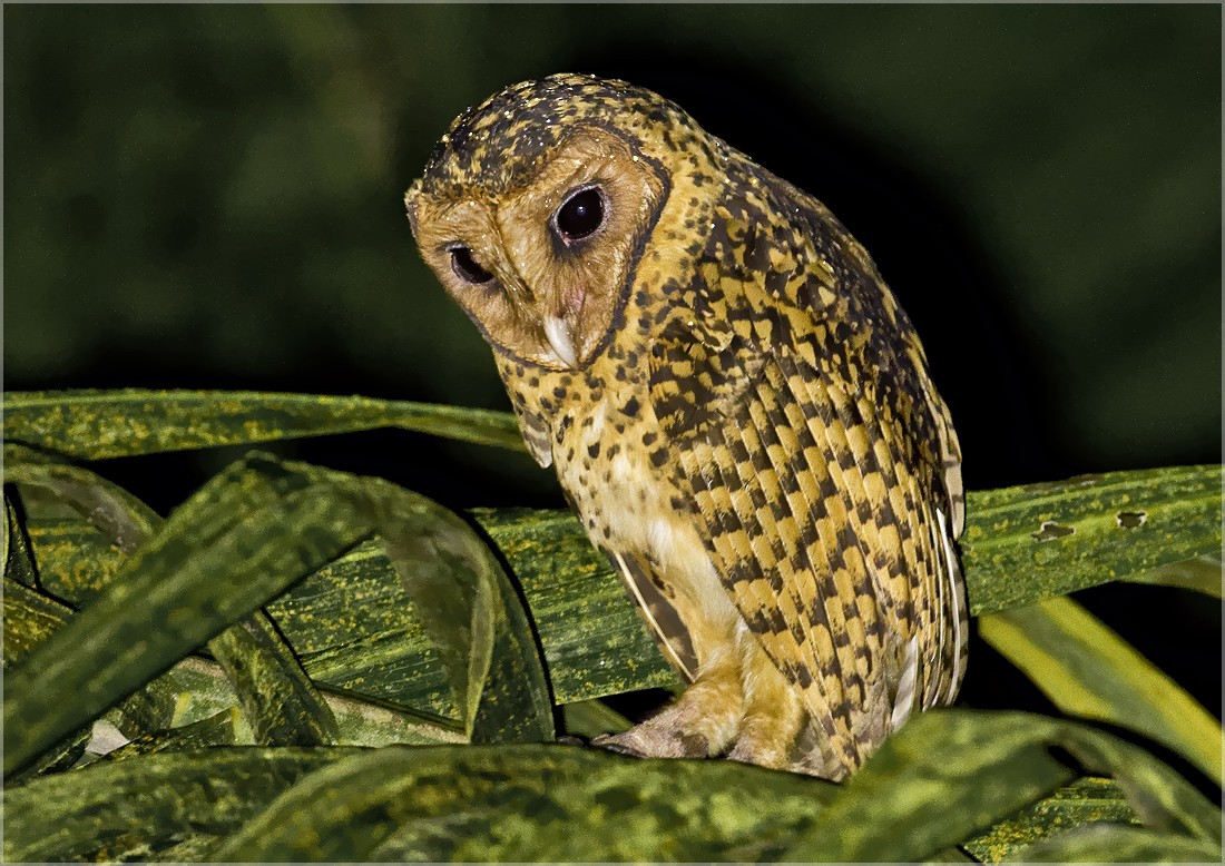 Golden Masked-Owl - Dušan Brinkhuizen