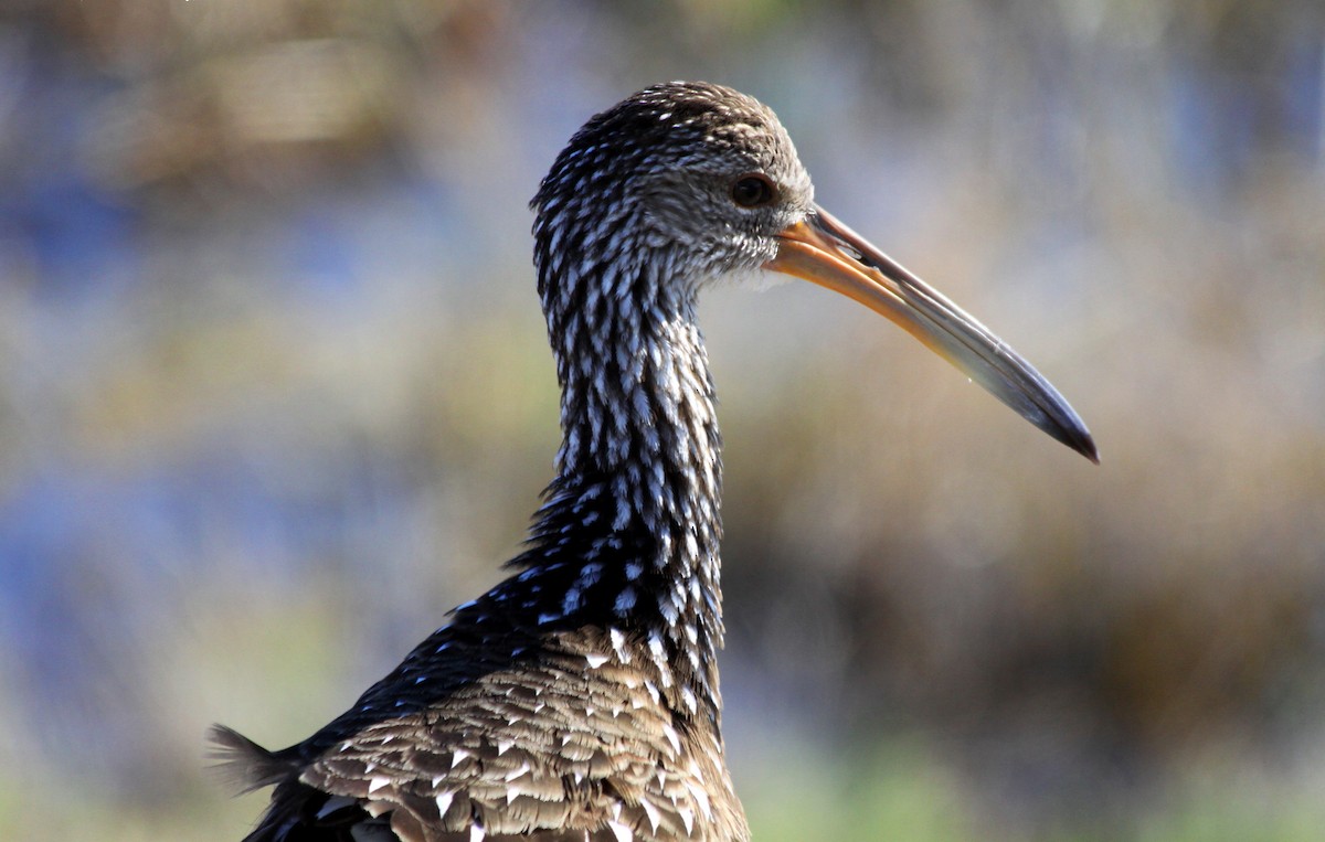 Limpkin - Tom Moxley