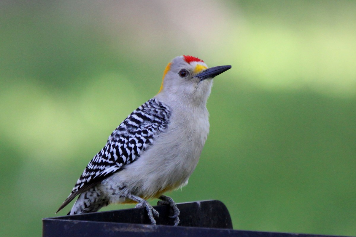 Golden-fronted Woodpecker - Tom Moxley
