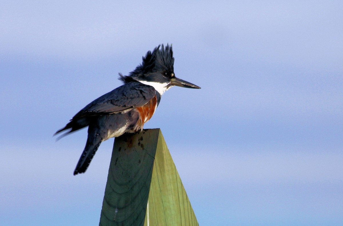 Belted Kingfisher - Tom Moxley