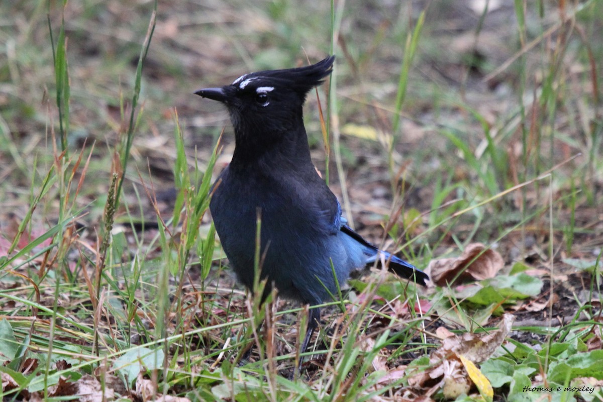 Steller's Jay - Tom Moxley