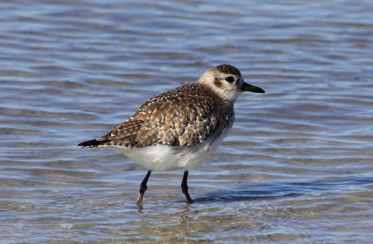 Black-bellied Plover - Tom Moxley