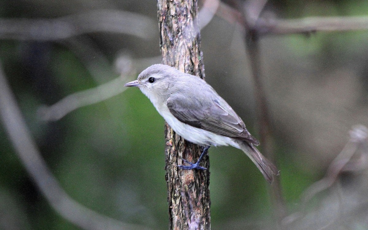 Warbling Vireo - Tom Moxley