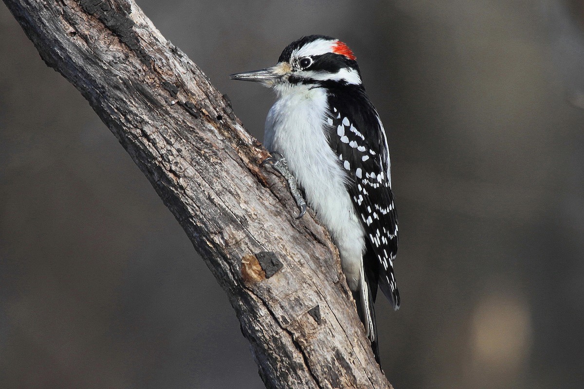 Hairy Woodpecker - Tom Moxley