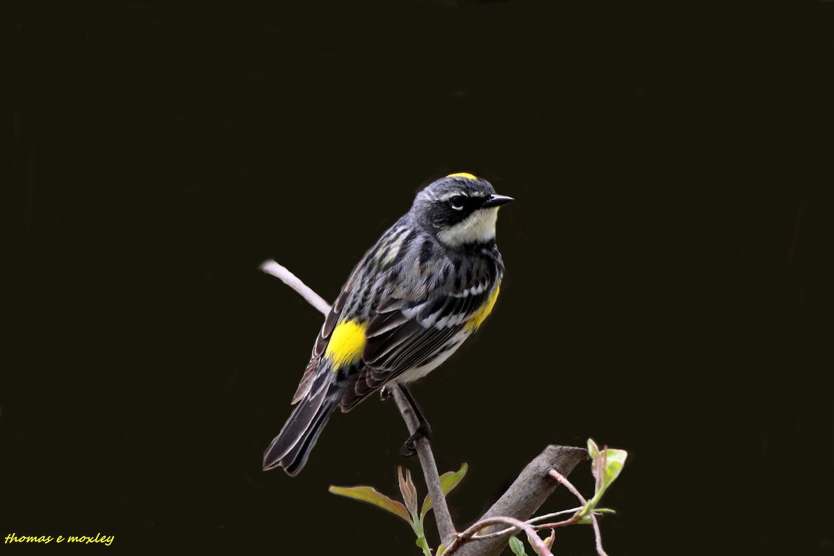 Yellow-rumped Warbler (Myrtle) - Tom Moxley