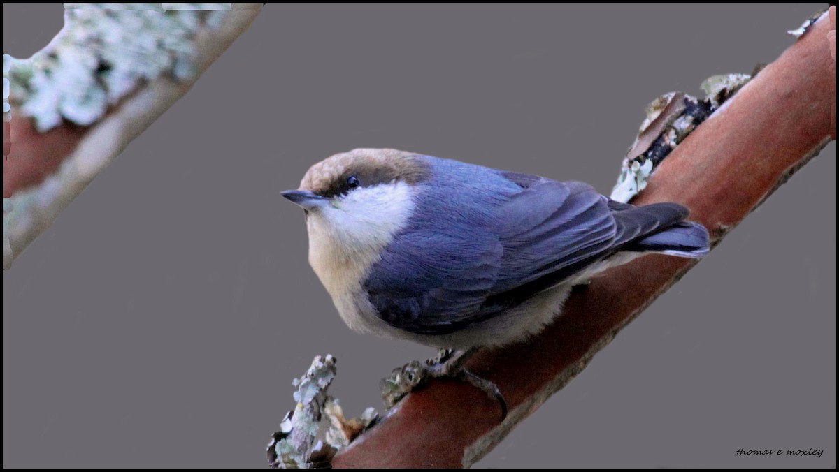 Brown-headed Nuthatch - Tom Moxley