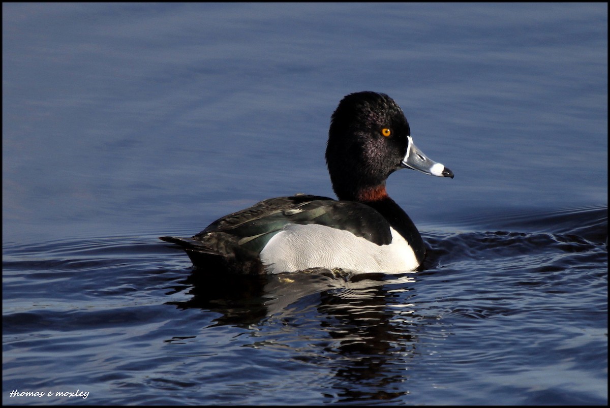 Ring-necked Duck - ML204887831