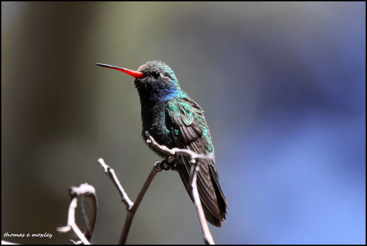 Broad-billed Hummingbird - Tom Moxley