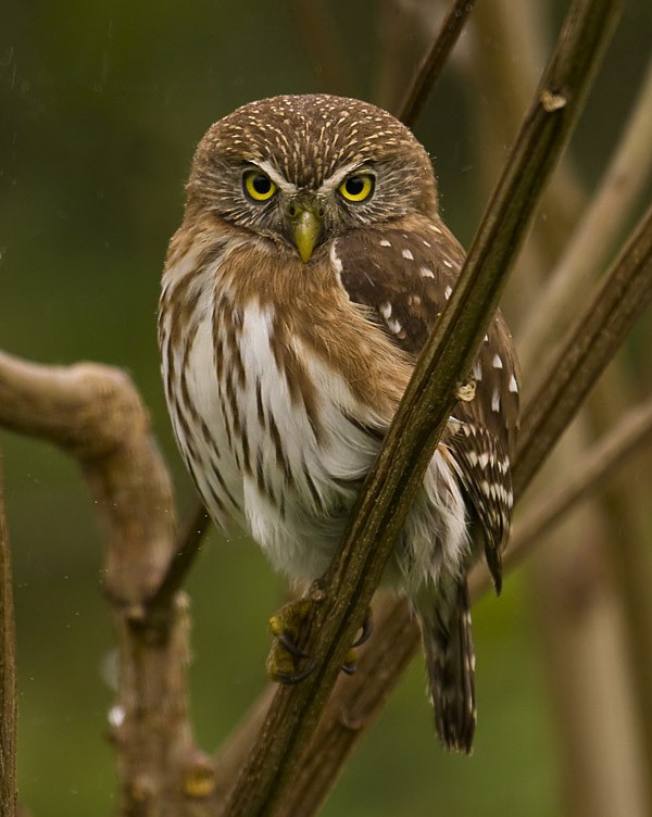 Peruvian Pygmy-Owl - ML204887961