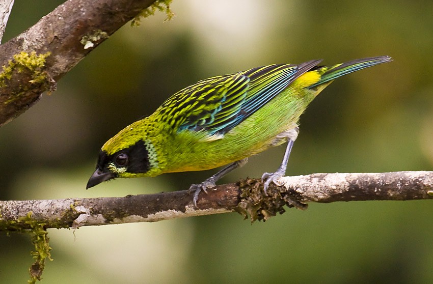 Green-and-gold Tanager - ML204887981