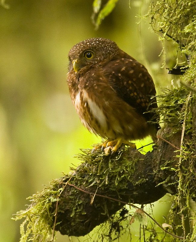 Cloud-forest Pygmy-Owl - Dušan Brinkhuizen
