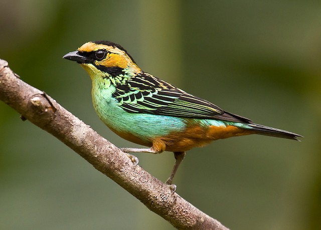 Golden-eared Tanager - eBird