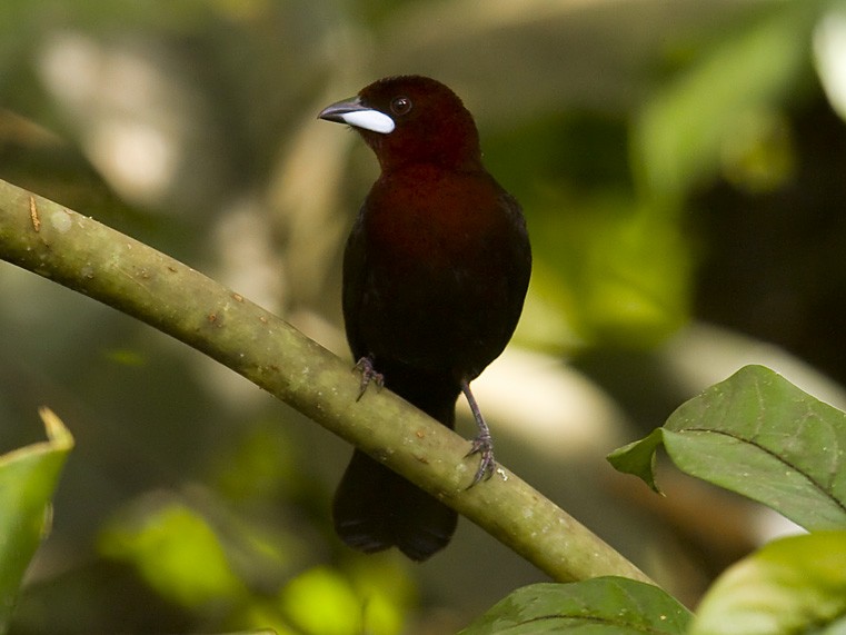 Silver-beaked Tanager - ML204888091