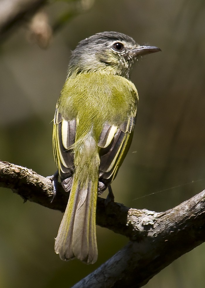 Yellow-olive Flatbill (Equatorial) - Dušan Brinkhuizen