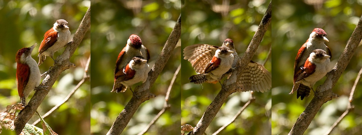 Scarlet-backed Woodpecker - ML204888251
