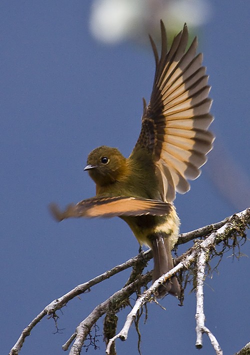Cinnamon Flycatcher (Andean) - Dušan Brinkhuizen