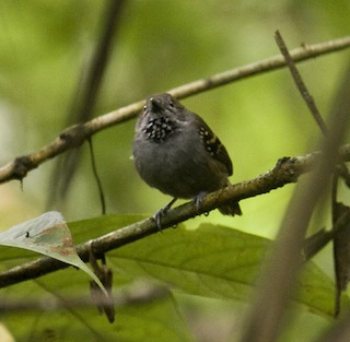  - Rufous-backed Stipplethroat (Yasuni)