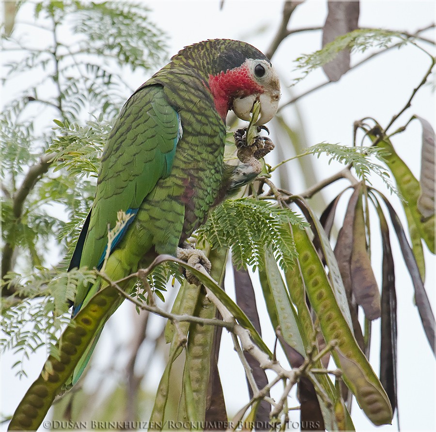 Cuban Parrot (Cuban) - ML204888541