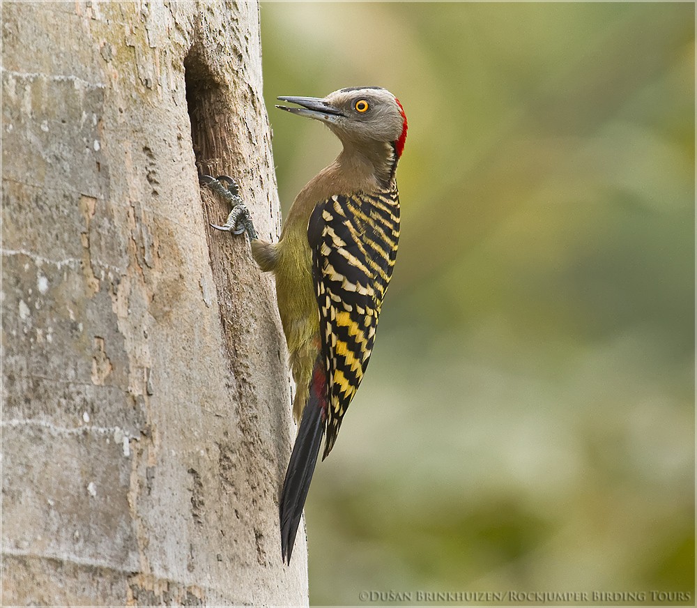 Hispaniolan Woodpecker - ML204888581