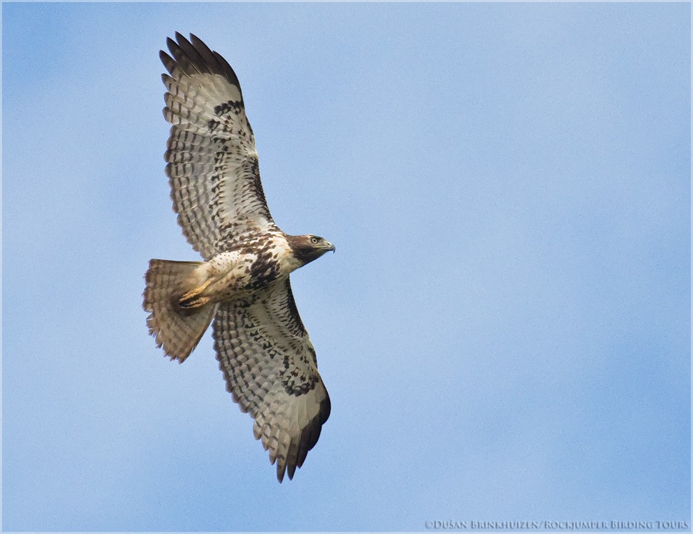 Red-tailed Hawk (jamaicensis) - ML204888591