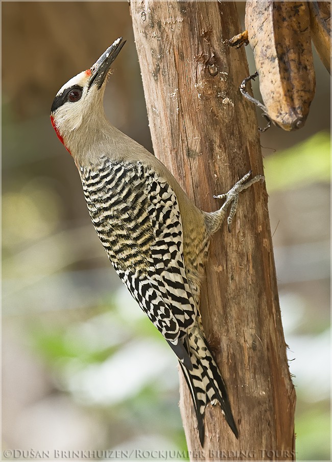 West Indian Woodpecker - Dušan Brinkhuizen