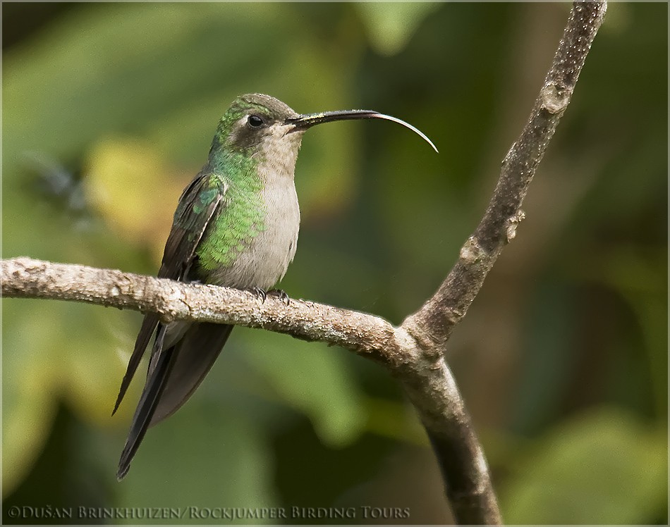 kolibřík kubánský - ML204888711