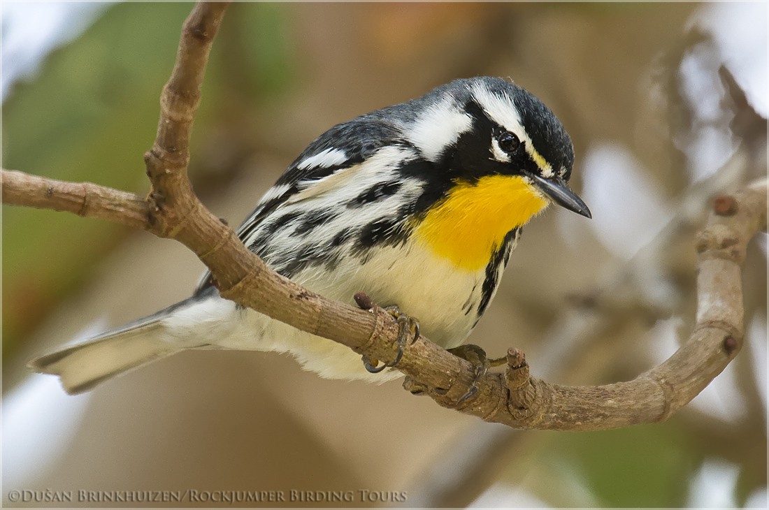 Yellow-throated Warbler - Dušan Brinkhuizen