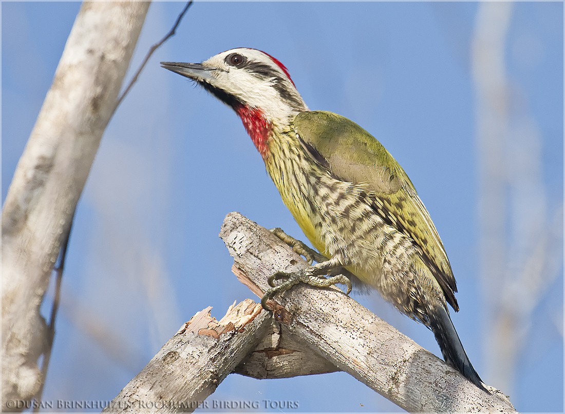 Cuban Green Woodpecker - ML204888901