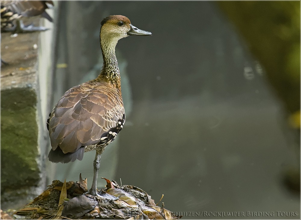 West Indian Whistling-Duck - ML204888941