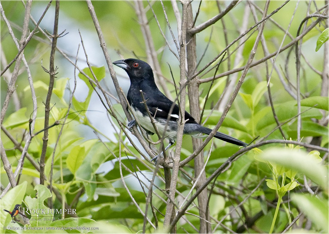 Black-and-white Tanager - Dušan Brinkhuizen